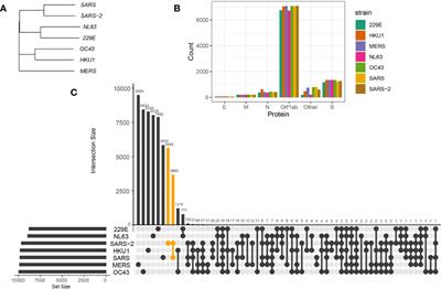 Potential CD8+ T Cell Cross-Reactivity Against SARS-CoV-2 Conferred by Other <mark class="highlighted">Coronavirus</mark> Strains